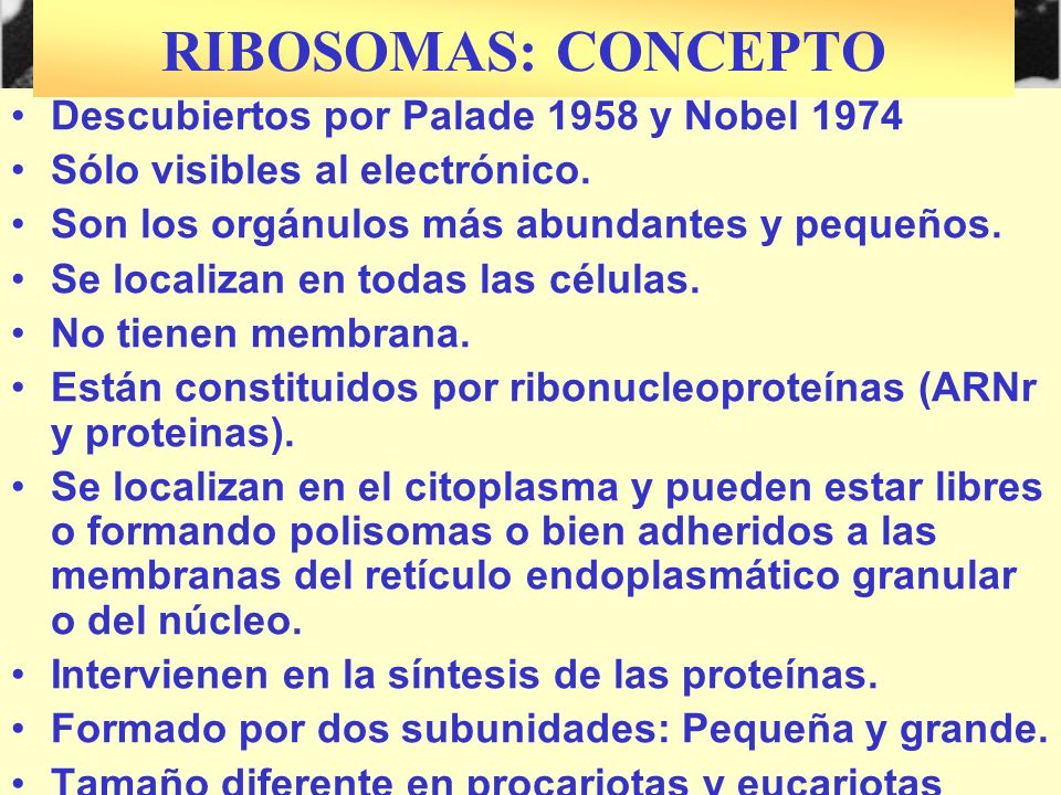 RIBOSOMAS: CONCEPTO Descubiertos por Palade 1958 y Nobel 1974