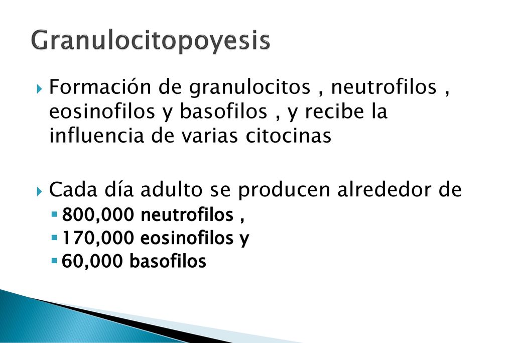 Granulocitopoyesis Formación de granulocitos , neutrofilos , eosinofilos y basofilos , y recibe la influencia de varias citocinas.