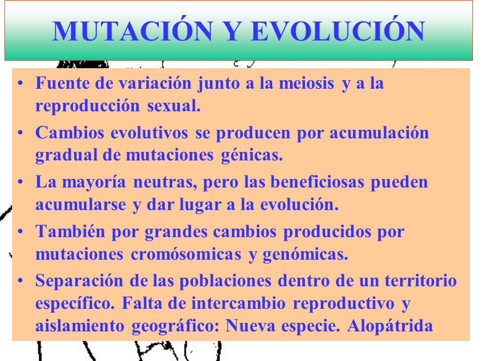 MUTACIÓN Y EVOLUCIÓN Fuente de variación junto a la meiosis y a la reproducción sexual.