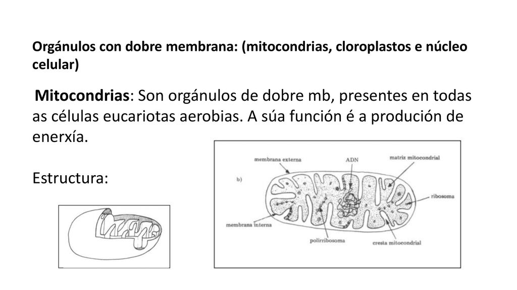 Orgánulos con dobre membrana: (mitocondrias, cloroplastos e núcleo celular)