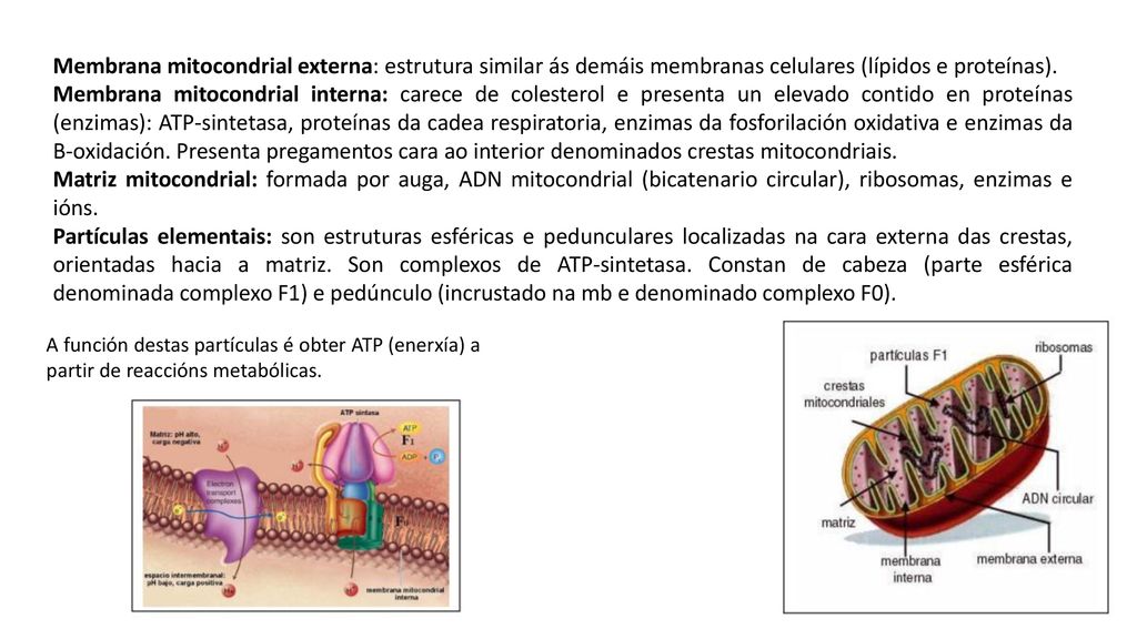 Membrana mitocondrial externa: estrutura similar ás demáis membranas celulares (lípidos e proteínas).