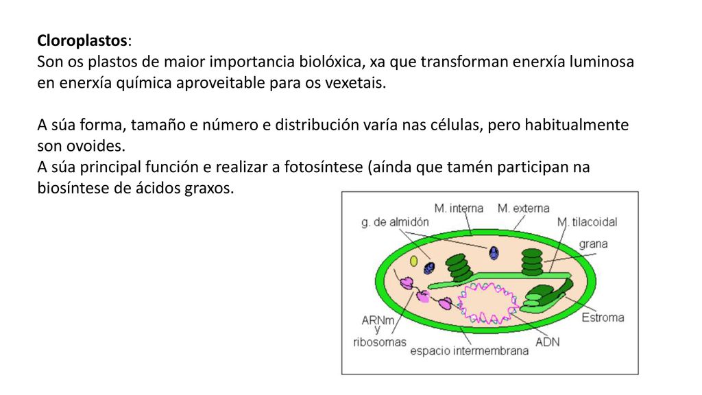 Cloroplastos: Son os plastos de maior importancia biolóxica, xa que transforman enerxía luminosa en enerxía química aproveitable para os vexetais.