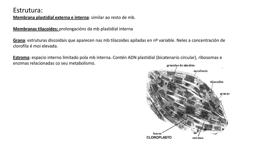 Estrutura: Membrana plastidial externa e interna: similar ao resto de mb. Membranas tilacoides: prolongacións da mb plastidial interna.