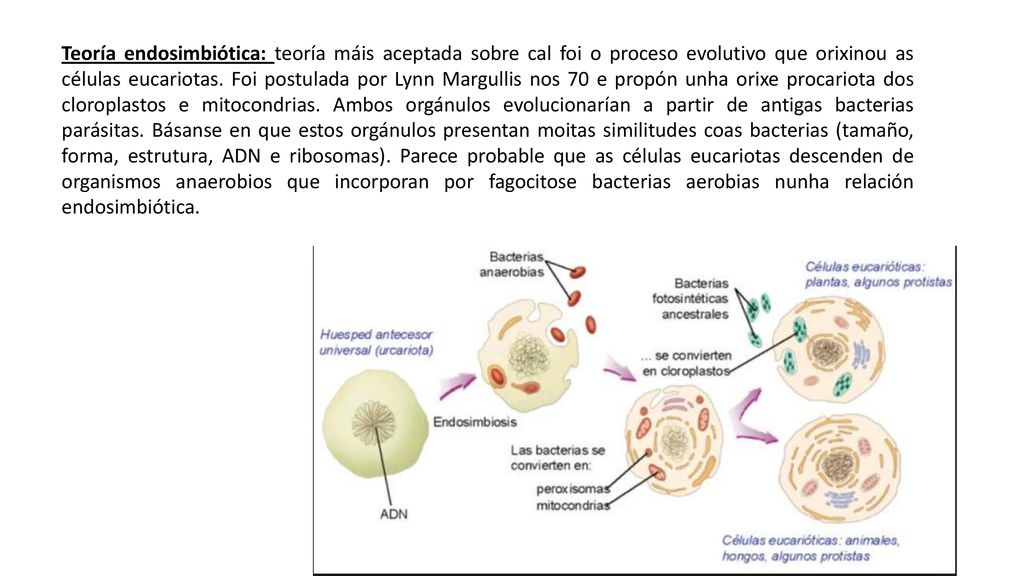 Teoría endosimbiótica: teoría máis aceptada sobre cal foi o proceso evolutivo que orixinou as células eucariotas.
