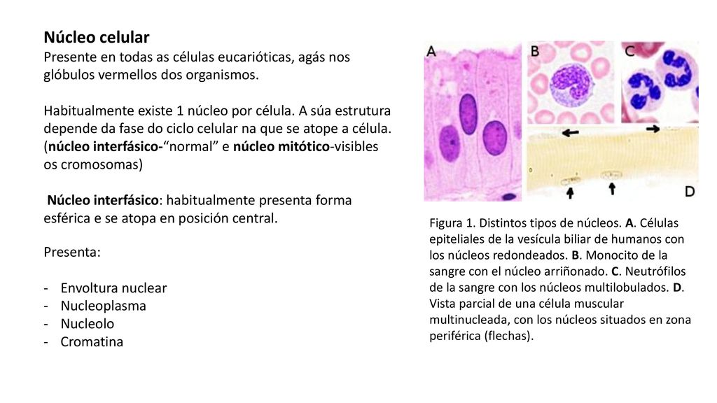 Núcleo celular Presente en todas as células eucarióticas, agás nos glóbulos vermellos dos organismos.