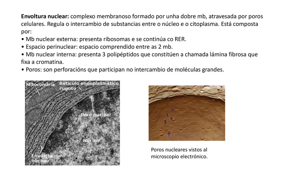 • Mb nuclear externa: presenta ribosomas e se continúa co RER.