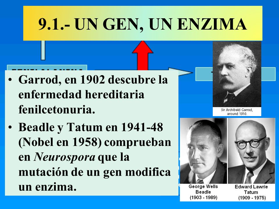 9.1.- UN GEN, UN ENZIMA Garrod, en 1902 descubre la enfermedad hereditaria fenilcetonuria.