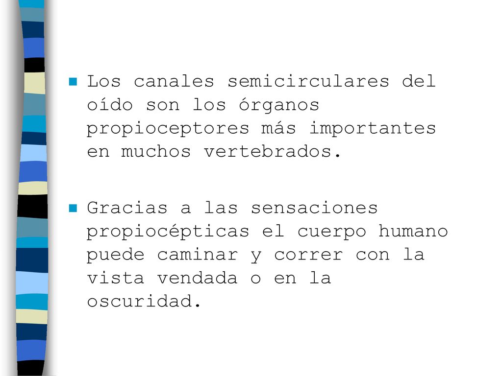 Los canales semicirculares del oído son los órganos propioceptores más importantes en muchos vertebrados.
