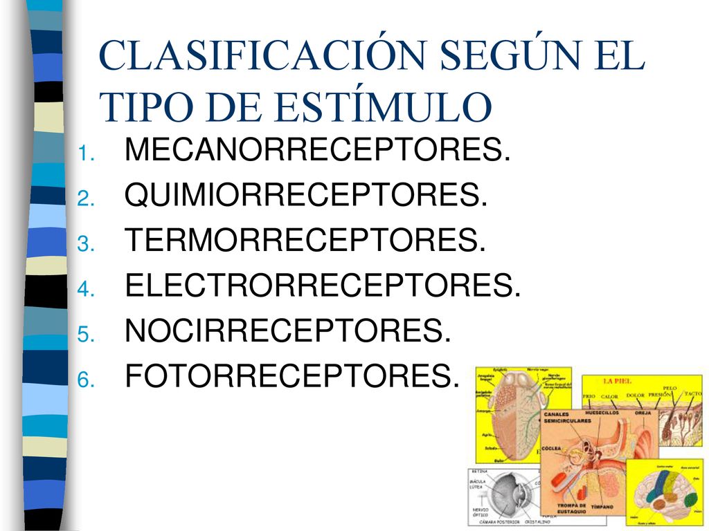 CLASIFICACIÓN SEGÚN EL TIPO DE ESTÍMULO