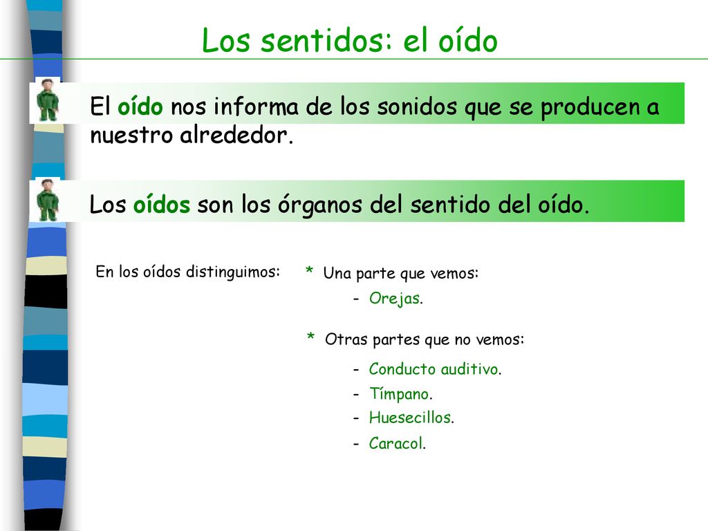 Los sentidos: el oído El oído nos informa de los sonidos que se producen a nuestro alrededor. Los oídos son los órganos del sentido del oído.