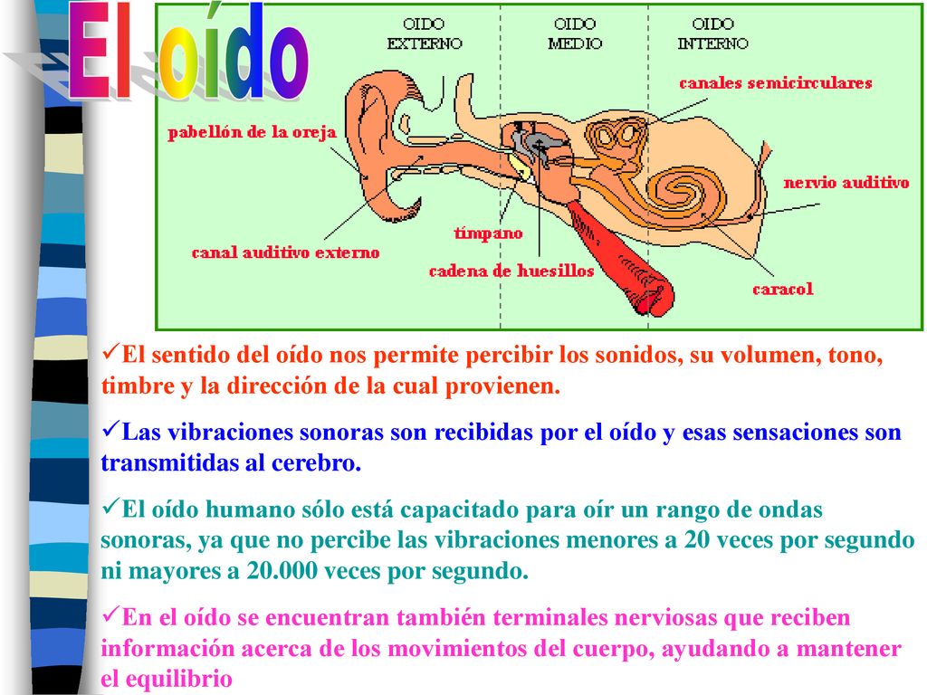 El oído El sentido del oído nos permite percibir los sonidos, su volumen, tono, timbre y la dirección de la cual provienen.