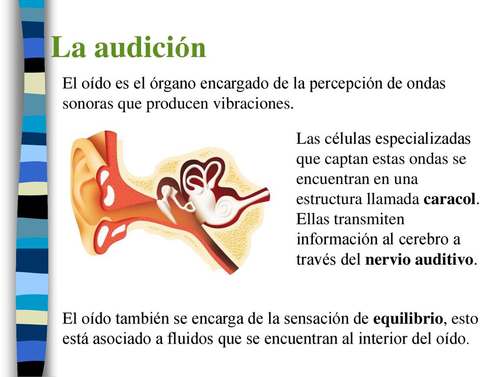 La audición El oído es el órgano encargado de la percepción de ondas sonoras que producen vibraciones.