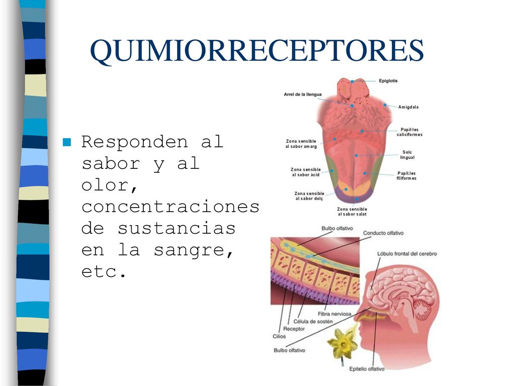 QUIMIORRECEPTORES Responden al sabor y al olor, concentraciones de sustancias en la sangre, etc.