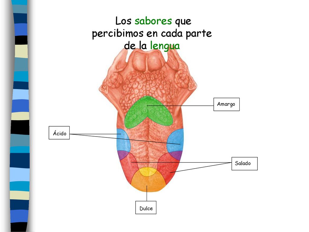Los sabores que percibimos en cada parte de la lengua