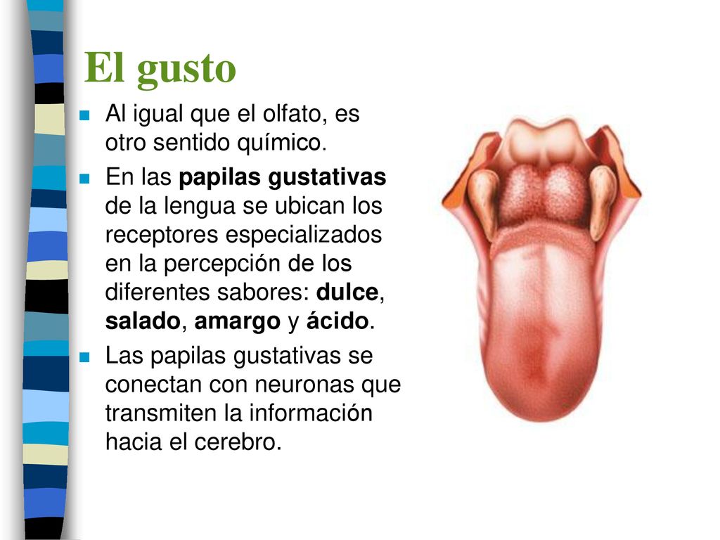 El gusto Al igual que el olfato, es otro sentido químico.