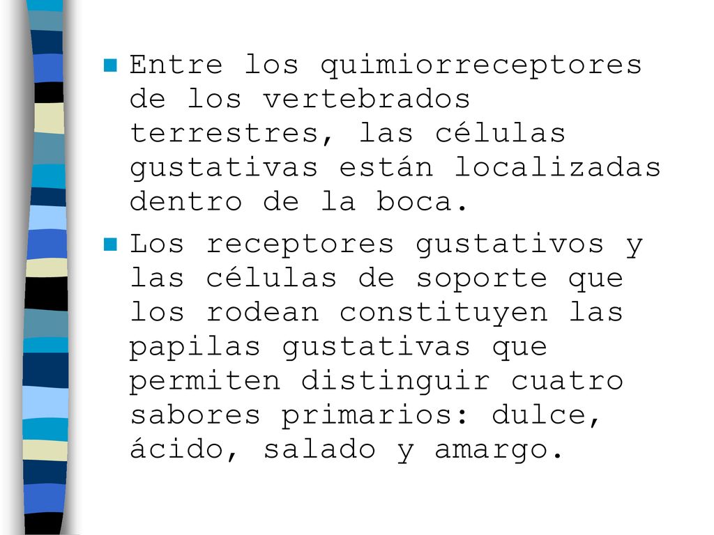 Entre los quimiorreceptores de los vertebrados terrestres, las células gustativas están localizadas dentro de la boca.