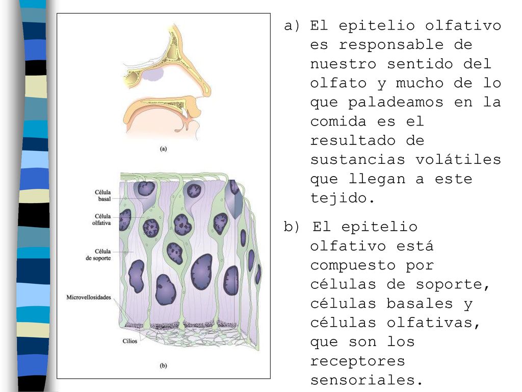 El epitelio olfativo es responsable de nuestro sentido del olfato y mucho de lo que paladeamos en la comida es el resultado de sustancias volátiles que llegan a este tejido.