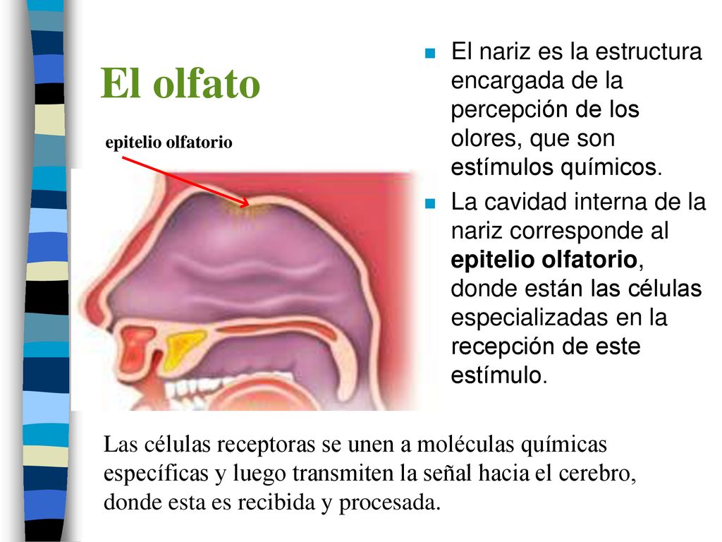 El olfato El nariz es la estructura encargada de la percepción de los olores, que son estímulos químicos.