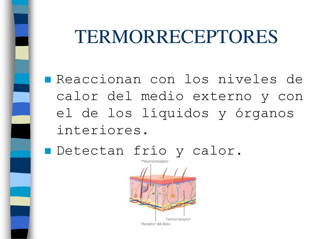 TERMORRECEPTORES Reaccionan con los niveles de calor del medio externo y con el de los líquidos y órganos interiores.