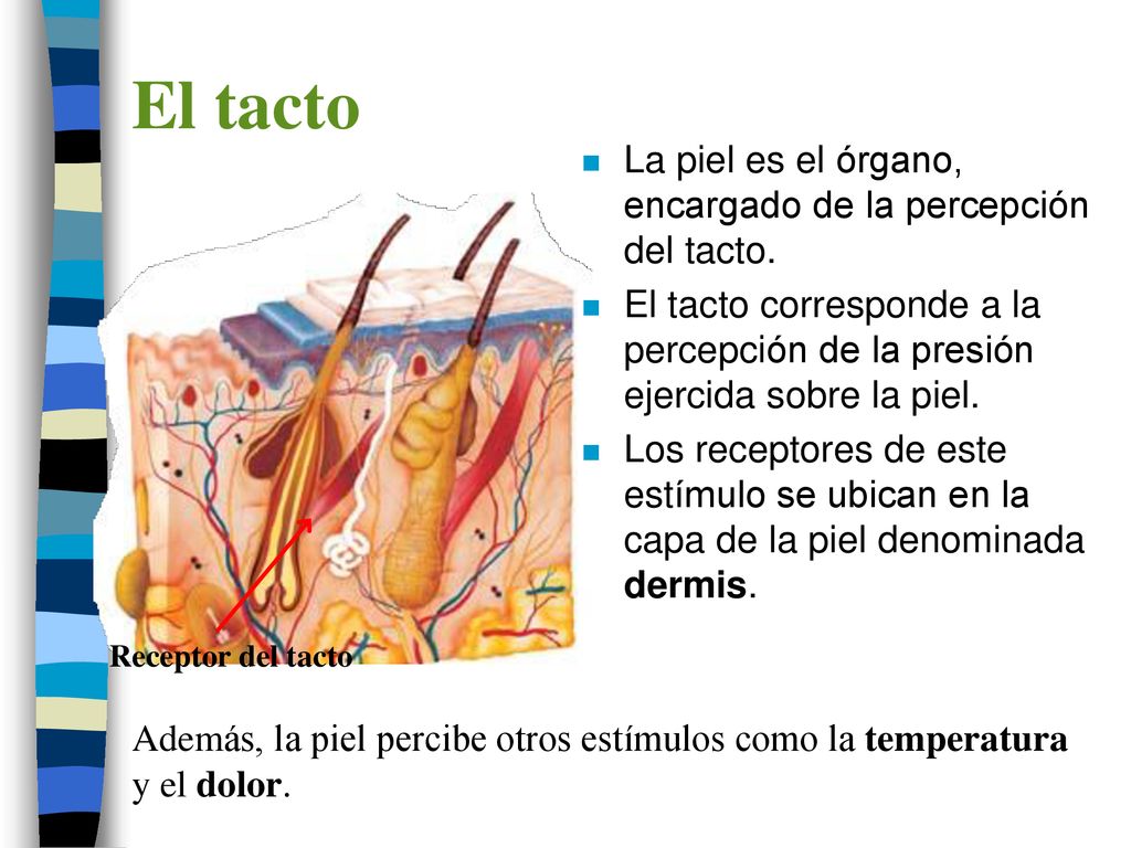 El tacto La piel es el órgano, encargado de la percepción del tacto.