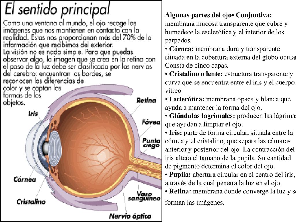Algunas partes del ojo• Conjuntiva: membrana mucosa transparente que cubre y humedece la esclerótica y el interior de los párpados.