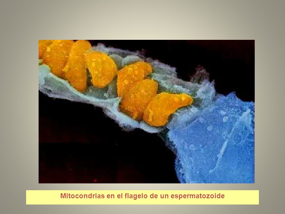 Mitocondrias en el flagelo de un espermatozoide