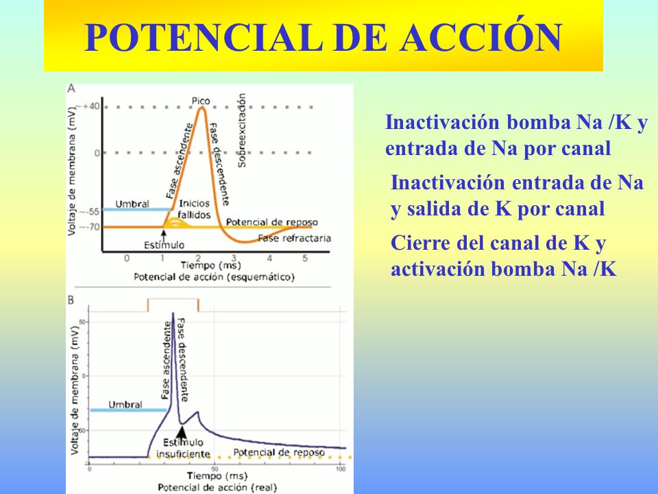 POTENCIAL DE ACCIÓN Inactivación bomba Na /K y entrada de Na por canal