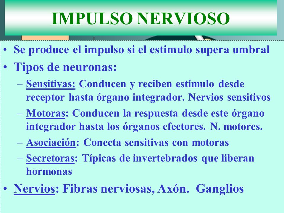 IMPULSO NERVIOSO Tipos de neuronas: