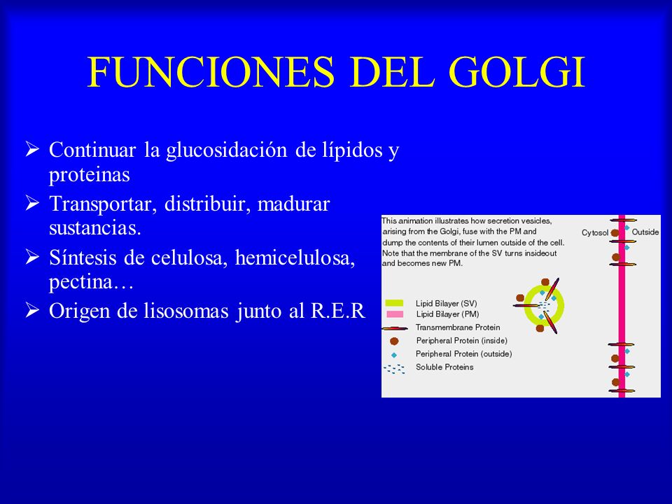 FUNCIONES DEL GOLGI Continuar la glucosidación de lípidos y proteinas