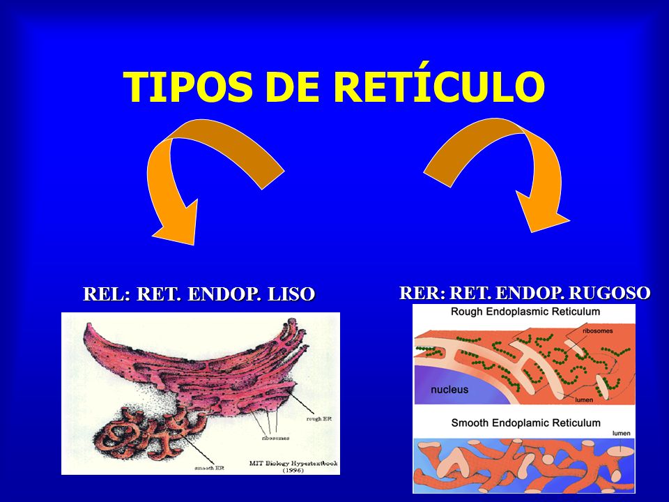 TIPOS DE RETÍCULO REL: RET. ENDOP. LISO RER: RET. ENDOP. RUGOSO