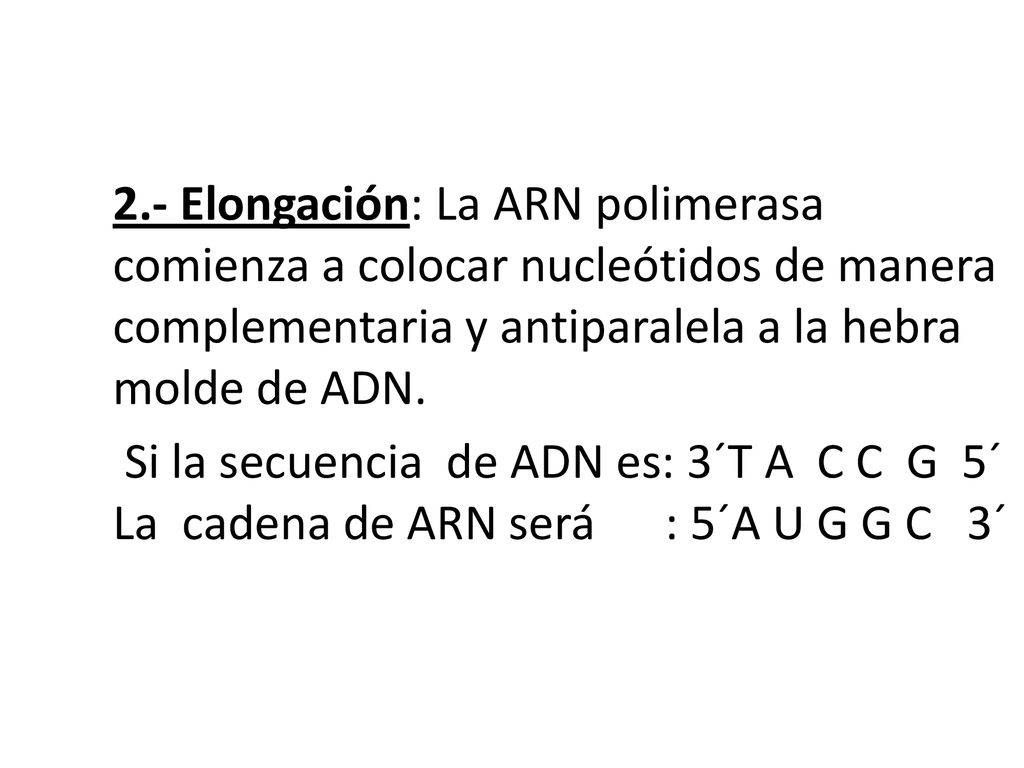 2.- Elongación: La ARN polimerasa comienza a colocar nucleótidos de manera complementaria y antiparalela a la hebra molde de ADN.