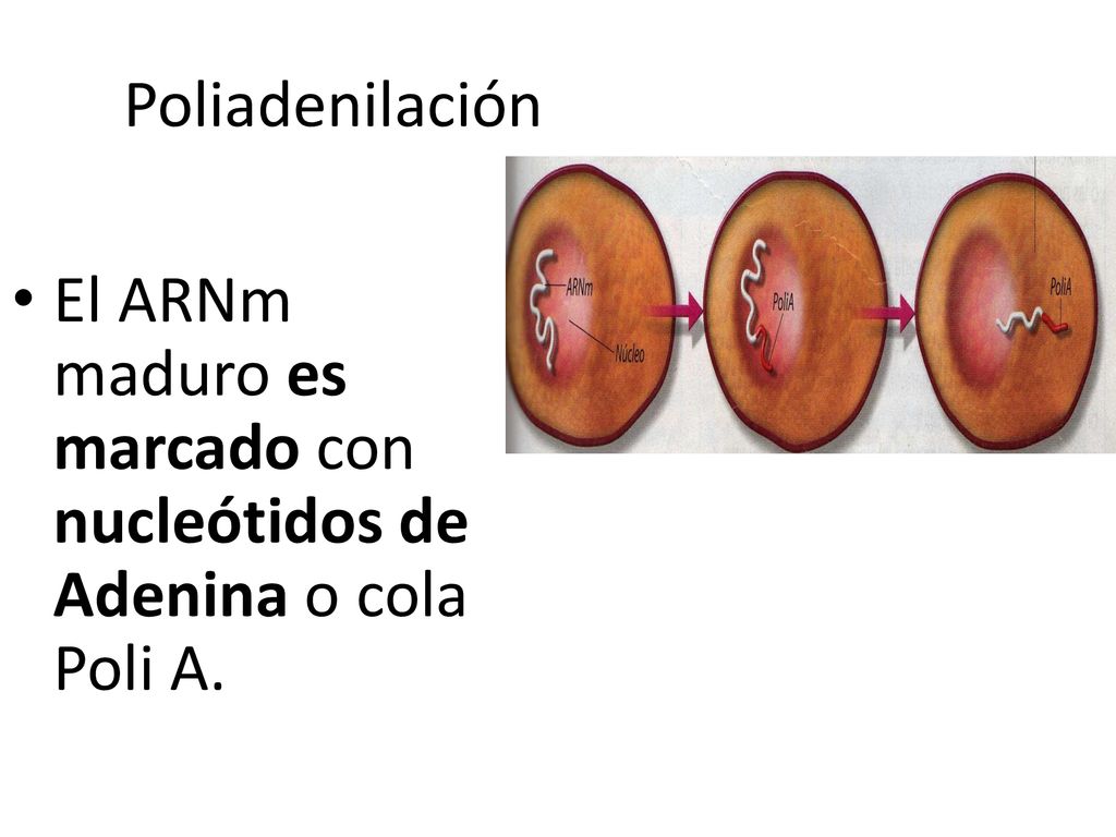 Poliadenilación El ARNm maduro es marcado con nucleótidos de Adenina o cola Poli A.