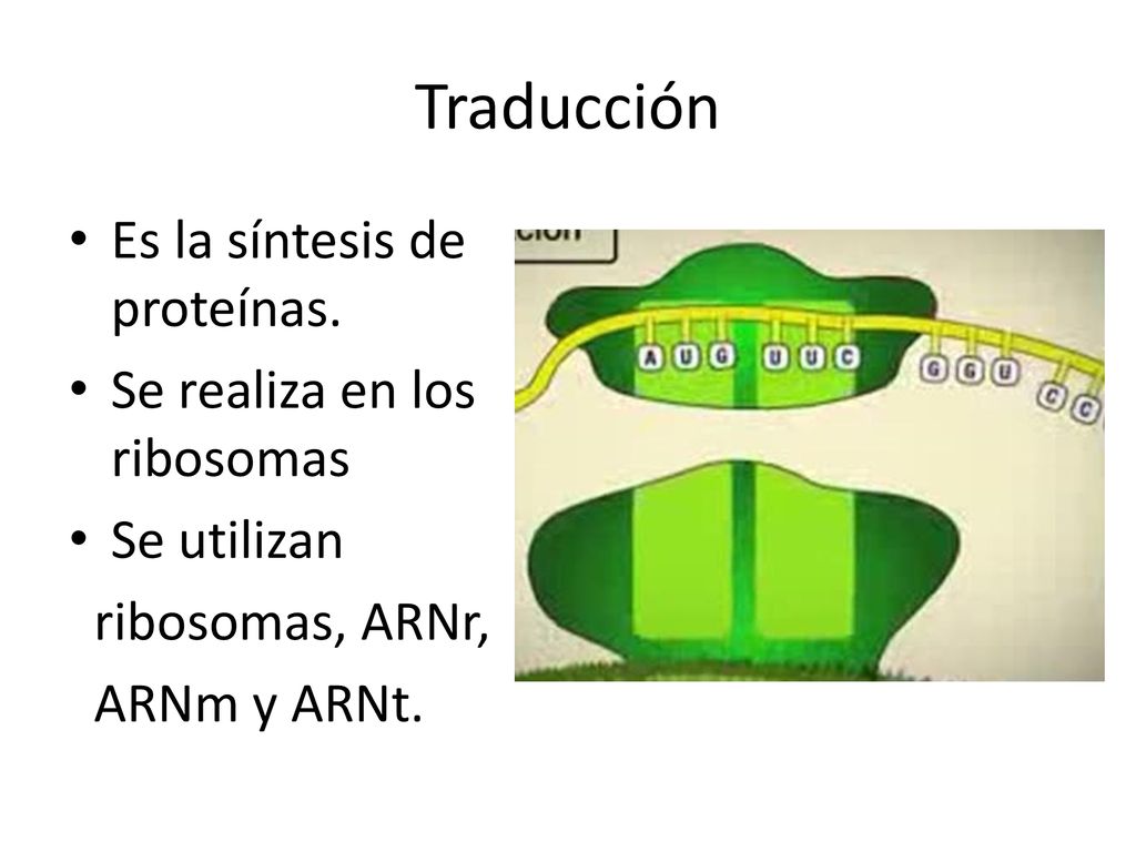 Traducción Es la síntesis de proteínas. Se realiza en los ribosomas