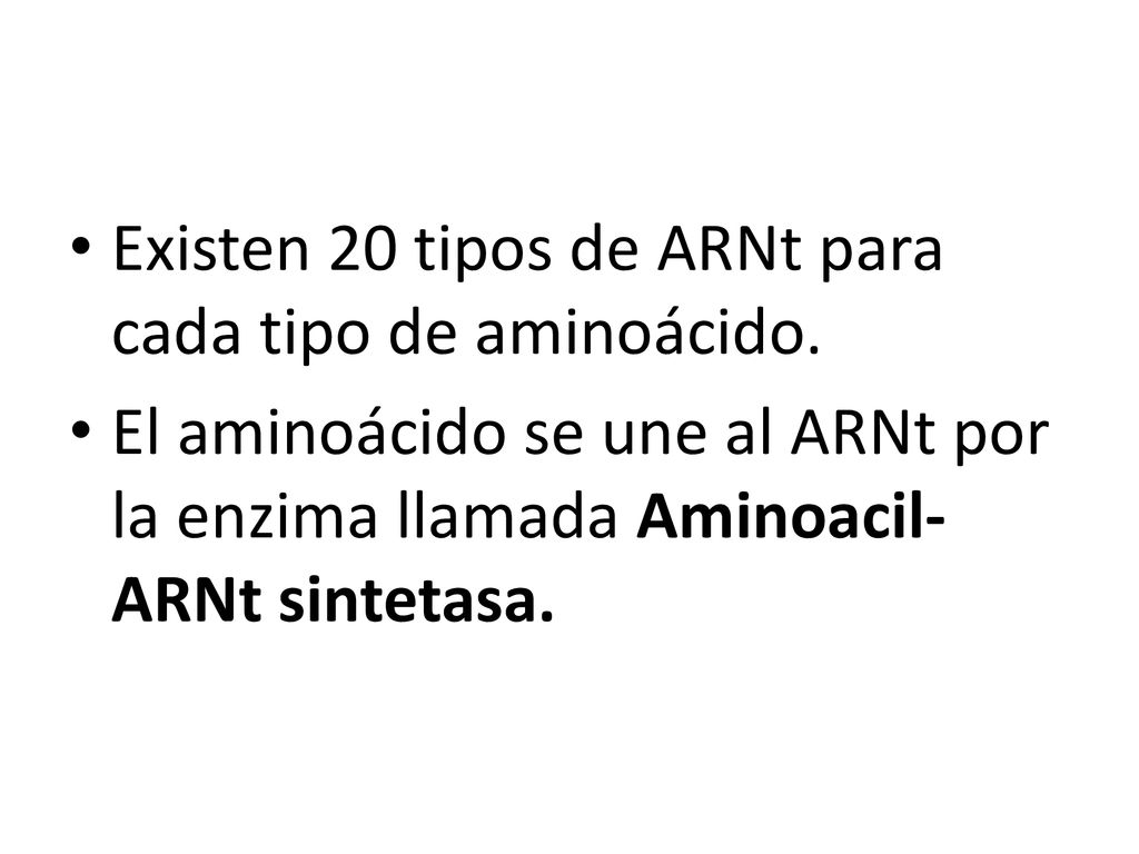 Existen 20 tipos de ARNt para cada tipo de aminoácido.