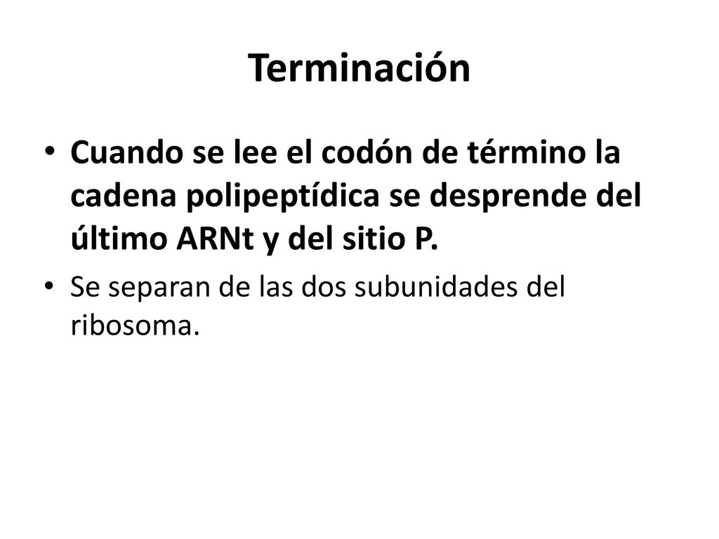 Terminación Cuando se lee el codón de término la cadena polipeptídica se desprende del último ARNt y del sitio P.