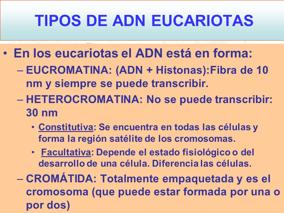 TIPOS DE ADN EUCARIOTAS