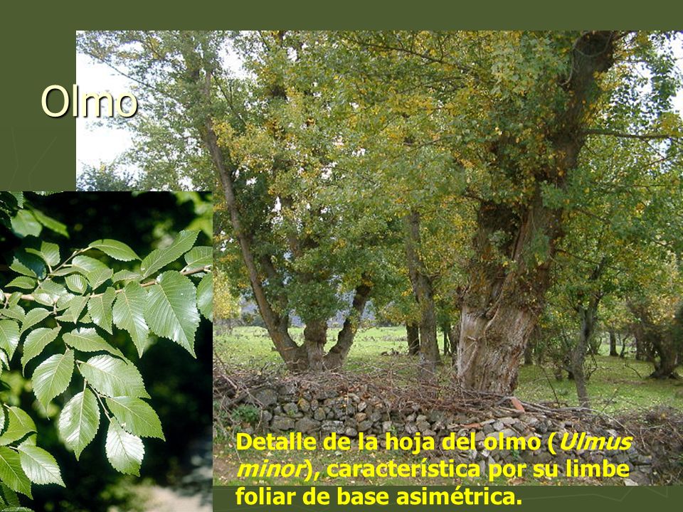Olmo Detalle de la hoja del olmo (Ulmus minor), característica por su limbe foliar de base asimétrica.