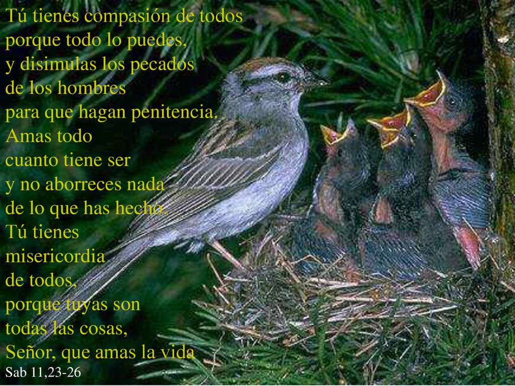 Tú tienes compasión de todos porque todo lo puedes,