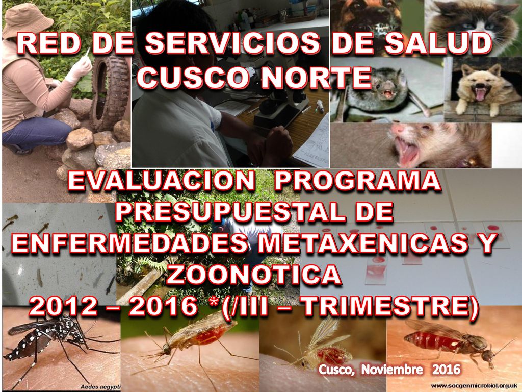 RED DE SERVICIOS DE SALUD CUSCO NORTE EVALUACION PROGRAMA PRESUPUESTAL DE ENFERMEDADES METAXENICAS Y ZOONOTICA 2012 – 2016 *(/III – TRIMESTRE)