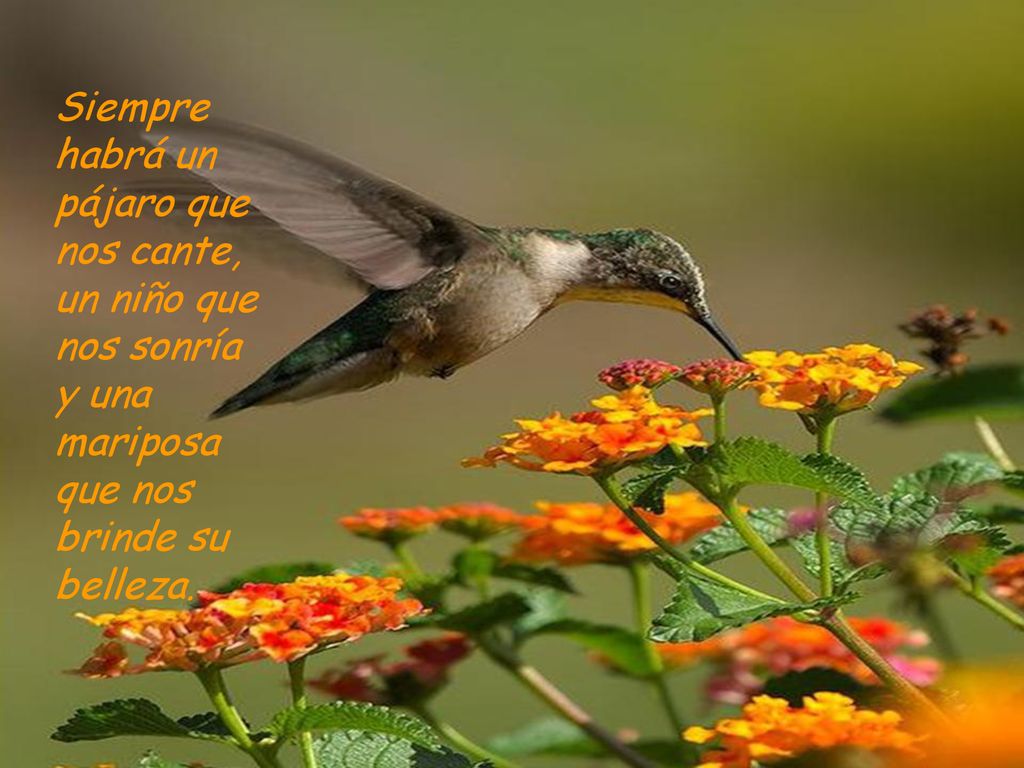 Siempre habrá un pájaro que nos cante, un niño que nos sonría y una mariposa que nos brinde su belleza.
