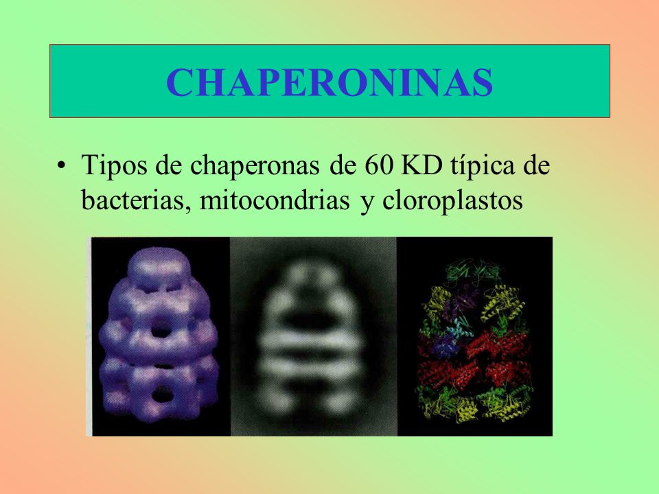 CHAPERONINAS Tipos de chaperonas de 60 KD típica de bacterias, mitocondrias y cloroplastos