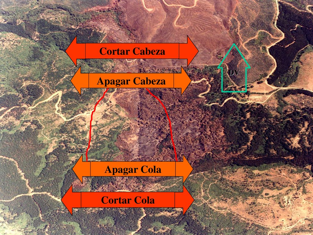 Cortar Cabeza Apagar Cabeza Apagar Cola Cortar Cola
