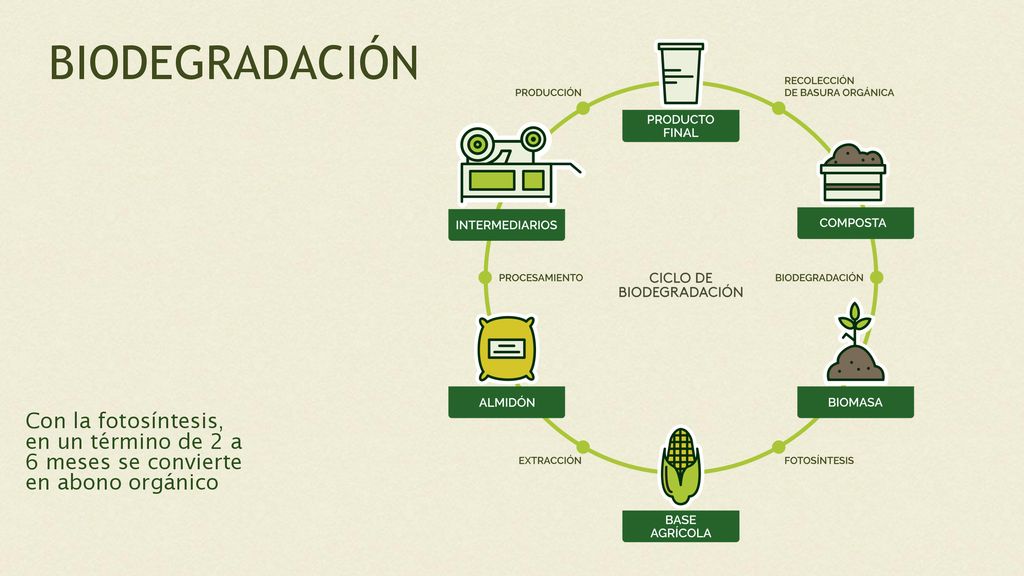 BIODEGRADACIÓN Con la fotosíntesis, en un término de 2 a 6 meses se convierte en abono orgánico