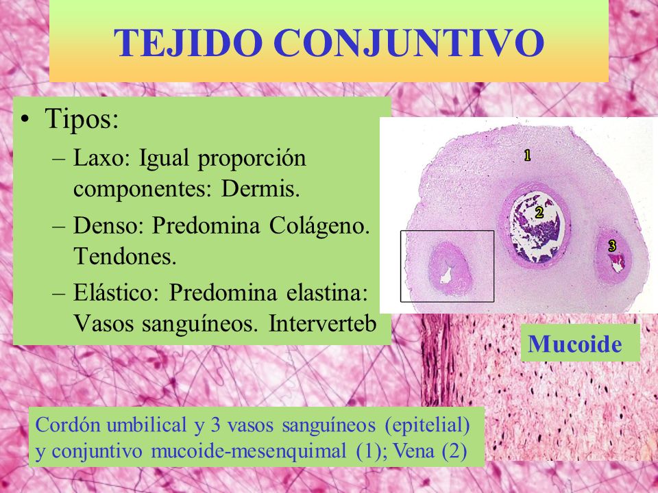 TEJIDO CONJUNTIVO Tipos: Laxo: Igual proporción componentes: Dermis.
