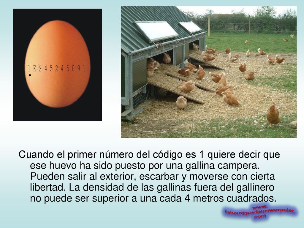 Cuando el primer número del código es 1 quiere decir que ese huevo ha sido puesto por una gallina campera.