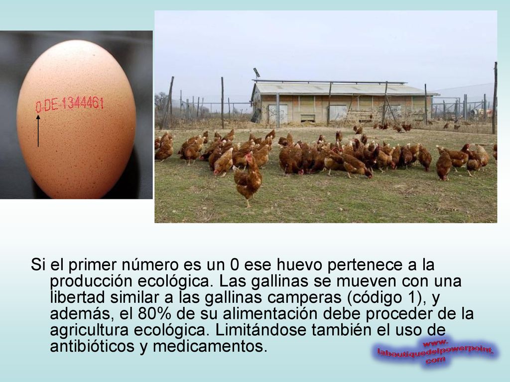 Si el primer número es un 0 ese huevo pertenece a la producción ecológica.