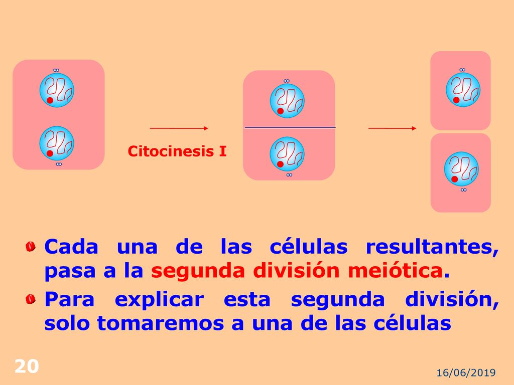 Citocinesis I Cada una de las células resultantes, pasa a la segunda división meiótica.