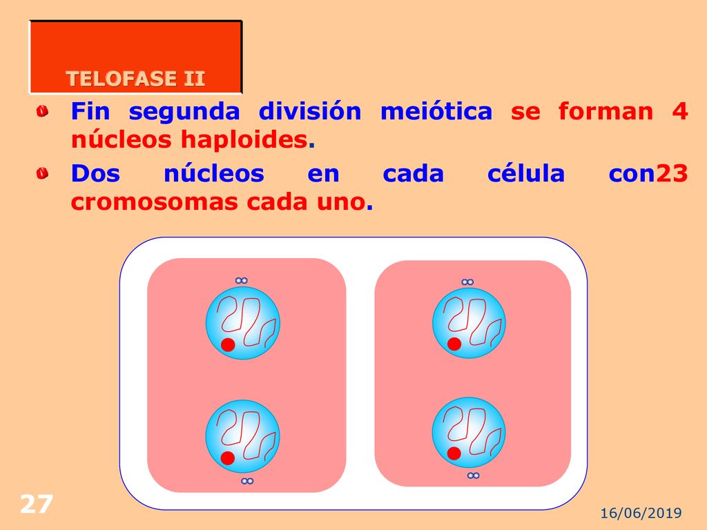 Fin segunda división meiótica se forman 4 núcleos haploides.