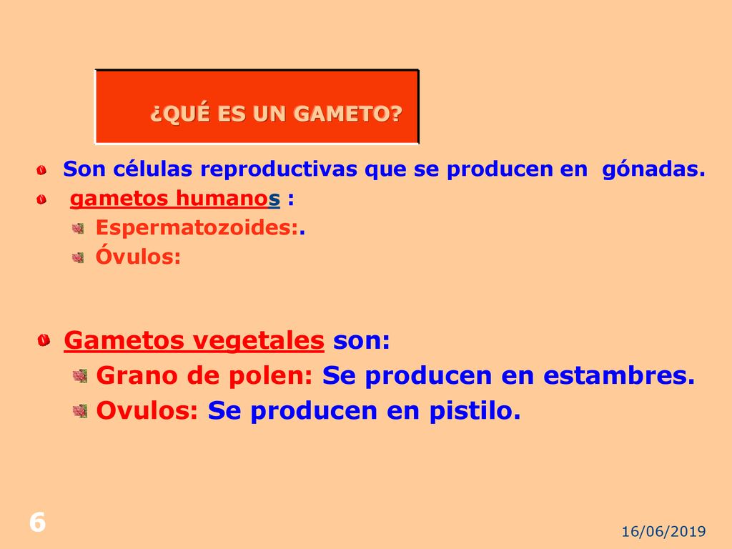 Gametos vegetales son: Grano de polen: Se producen en estambres.