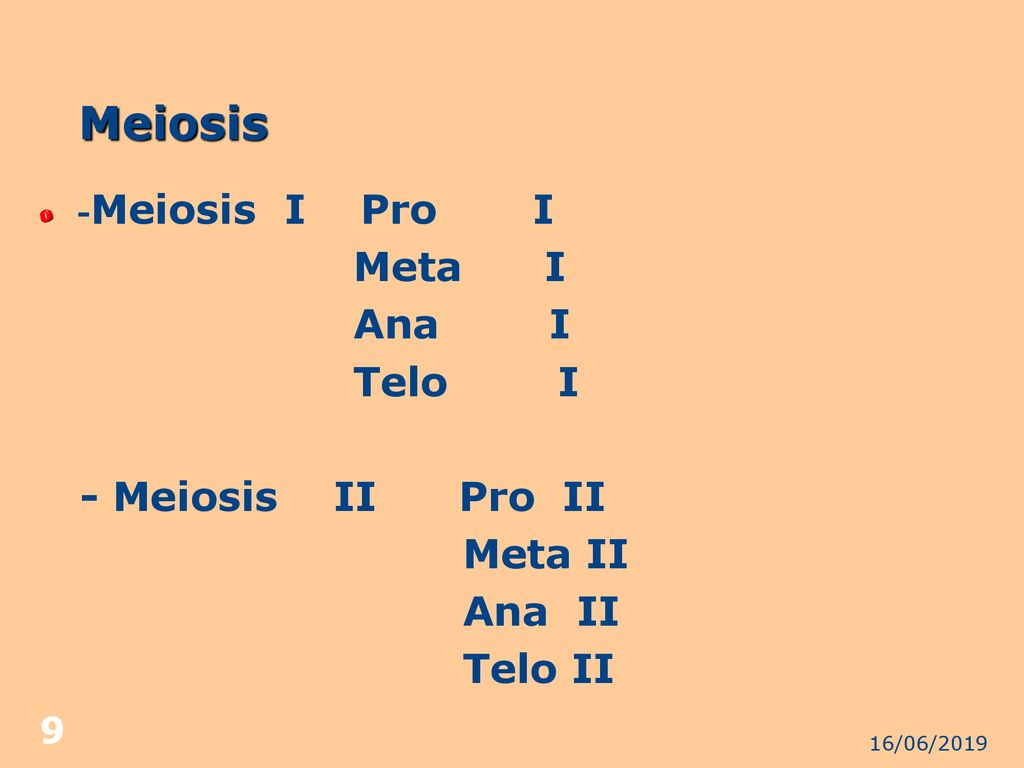 Meiosis Meta I Ana I Telo I - Meiosis II Pro II Meta II Ana II Telo II